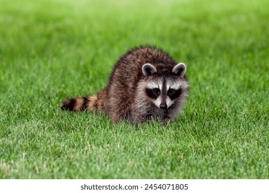 An adolescent raccoon walks across the green grass of a suburban backyard.