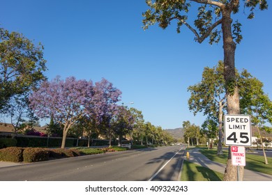 Adolfo Street With Purple Blue Jacaranda, Camarillo, Ventura County, CA