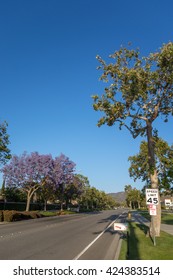 Adolfo Street With Purple Blue Jacaranda, Camarillo, Ventura County, CA