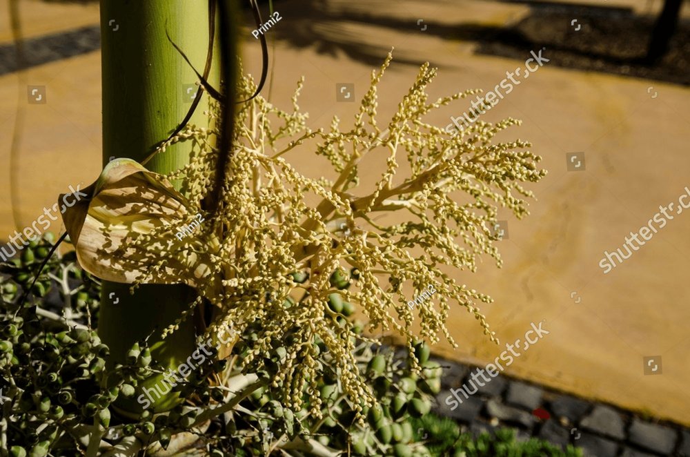 Adonidia merrillii, the Manila palm, is a palm tree species native to ...