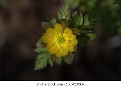 Adonis Amurensis Commonly Known Amur Adonis Stock Foto Rediger Nu