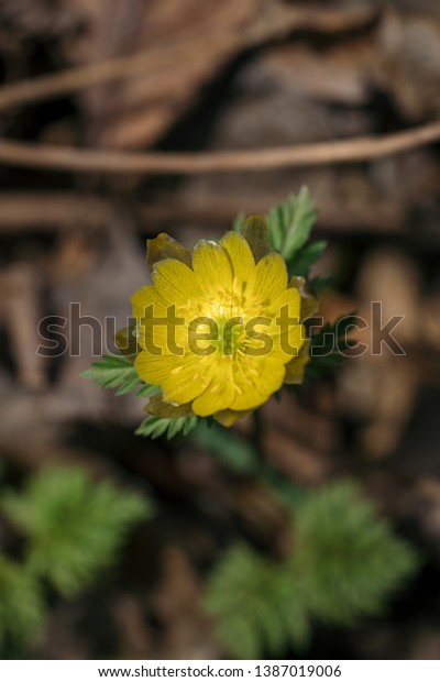 Adonis Amurensis Commonly Known Amur Adonis Stock Photo Edit Now 1387019006