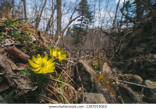 Adonis Amurensis Commonly Known Amur Adonis Stock Photo Edit Now
