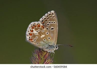 Adonis Blue