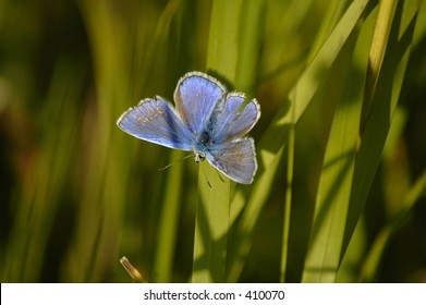 An Adonis Blue Butterfly, July 2005