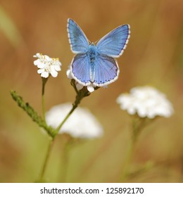 Adonis Blue Butterfly Macro