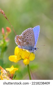 The Adonis blue butterfly - Polyommatus bellargus - resting on a blossom of the common bird's-foot trefoil, eggs and bacon, birdsfoot deervetch or bird's-foot trefoil - Lotus corniculatus - Shutterstock ID 2218238409