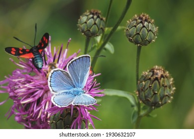 The Adonis blue (Lysandra bellargus, also known as Polyommatus bellargus) is a butterfly in the family Lycaenidae. , an intresting photo - Powered by Shutterstock