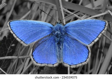 Adonis Blue At Rest