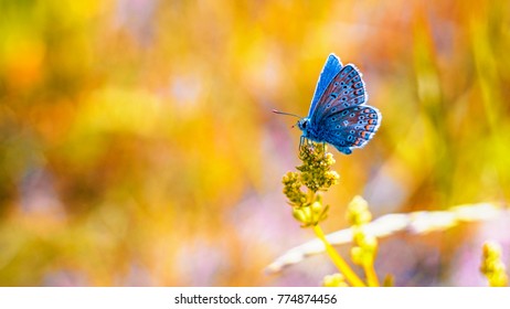 Adonis Blue In Summer