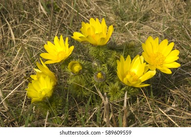 Adonis Vernalis