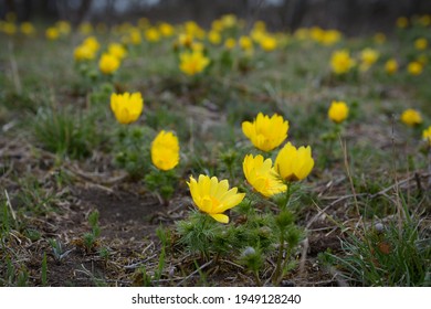 Yellow Adonis High Res Stock Images Shutterstock