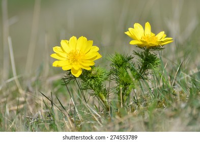 Adonis Vernalis, Pheasant's Eye