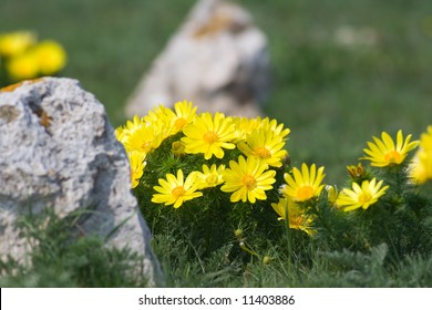 Adonis Vernalis In Spring.