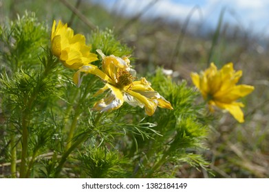 Adonis Vernalis,known Variously As Spring Pheasants Eye Is A Perrenial Flowering Plant In The Buttercup Family Ranunculaceae.