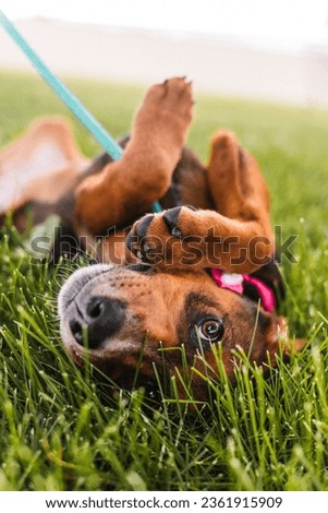 Adoptable rescue shelter dogs playing in a park on a sunny summer day in Colorado