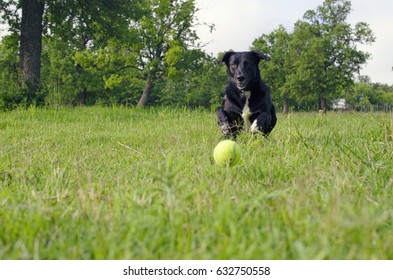 Adopted black furry dog playing catch in lush green country field.  Fur baby having fun, representing joy of animals. - Shutterstock ID 632750558