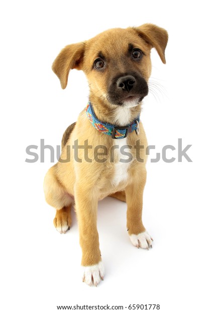 養子のパリア犬のカラー付き子犬 の写真素材 今すぐ編集