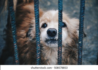 Adoption, Pets, Sad Animals Concept. Cute Little Puppy Behind Bars In A Animal Shelter Waiting For A New Owner