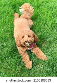 Adorable 1 Year Old Mini Golden Doodle Dog!