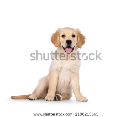 Adorable 3 months old Golden retriever pup, sitting facing front. Looking towards camera with dark brown eyes. Isolated on a white background. Mouth open, tongue out.