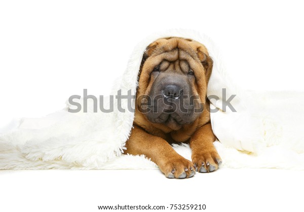 Adorable 4 Months Shar Pei Puppy Stock Photo Edit Now