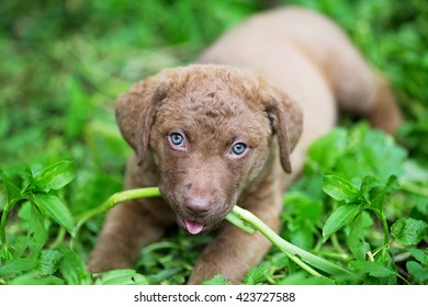 Adorable 7 Week Old Chesapeake Bay Retriever Puppy Laying In The Grass Chewing A Plant. 