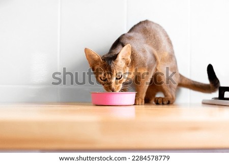 Adorable abyssinian kitty standing with tail up close to pink bowl with feed and looking at it on white background on wooden table on kitchen. Cute purebred kitten going to eat
 Imagine de stoc © 