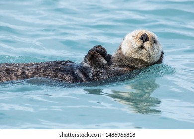 Adorable Adult Brown Sea Otter Swimming On Its Back In Valdez Bay With One Eye Squinting In The Sun While Looking At The Camera.  Landscape Shot Closeup.