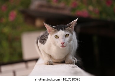 Adorable Aegean Male Cat Looking Into The Camera 