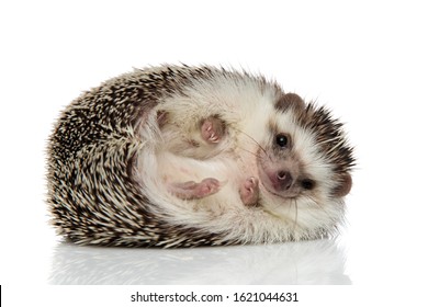 Adorable African Hedgehog With Black Fur Rolling Over Happy On White Studio Background