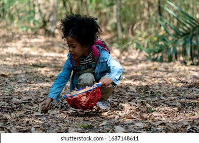 Adorable African Playing Outdoors. Preschool Kids playing with Autumn Leaves. American mixed race kid Girl playing with Net in Jungle. Little kids Explorer Hiking in Forest.