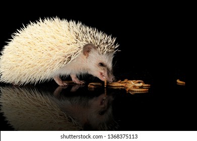 An adorable African white- bellied hedgehog eating mealworms - studio shot, isolated on black background.
