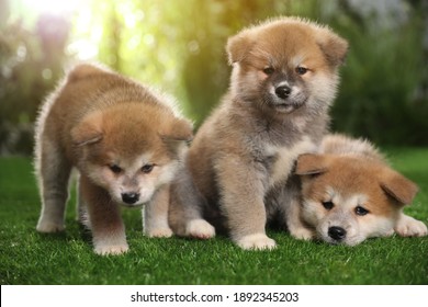 秋田犬 の画像 写真素材 ベクター画像 Shutterstock