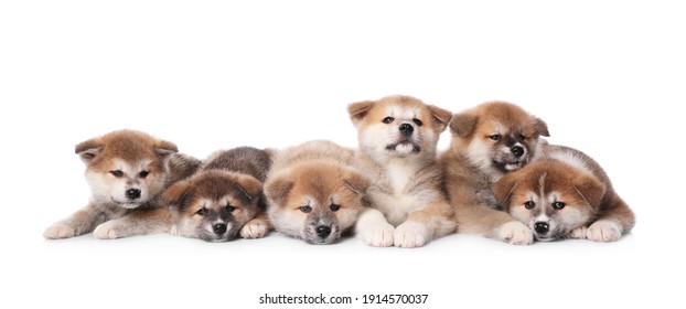 かわいい犬 の画像 写真素材 ベクター画像 Shutterstock かわいい犬 の画像 写真素材 ベクター画像 Shutterstock