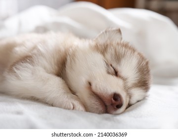 how many hours a day do malamutes sleep