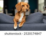 Adorable, alert Dachshund and Jack Russell Terrier mix dog on a couch inside a residential home. Cute little domestic animal pet with golden brown fur.