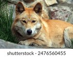 adorable alpine dingo facing camera