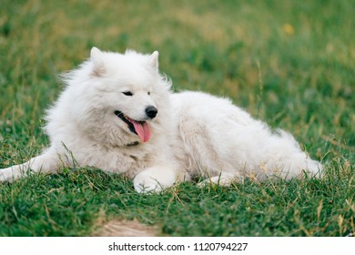 Adorable Amazing White Fluffy Happy Samoyed Stock Photo 1120794227