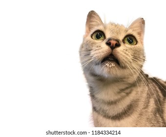 Adorable American Shorthair Tabby Cat Is Standing With Milk Foam On Lip In White Background. Free Space For Text.