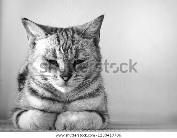 Adorable American Shorthair Tabby Cat Sitting Stock Photo Edit