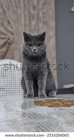 adorable, animal, background, beast of prey, beautiful, black, blue, british, brown, camera, cat mammal, cat pet, detail, detailed, domestic, ear, eye, fur, grey skin, hair, nature, pets, sitting anim