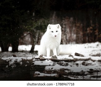 Adorable Arctic White Fox In Canada