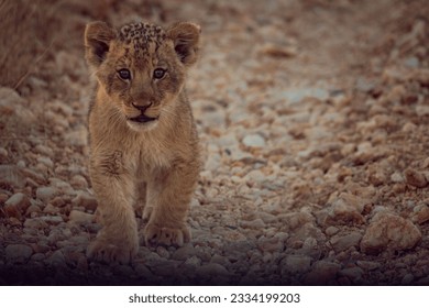 An adorable Asiatic lion cub walking in the safari