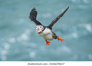 Adorable Atlantic puffin or fratercula arctica flying and catching eel in Atlantic ocean during summer at Iceland