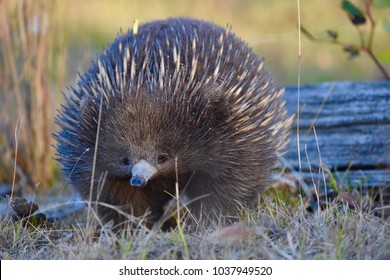 Australian hedgehog Images, Stock Photos Vectors Shutterstock