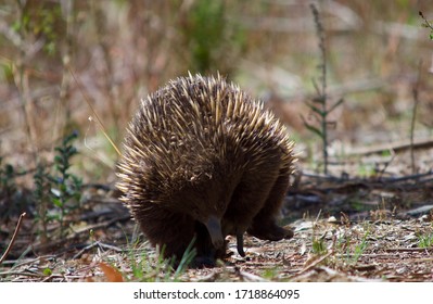 Australian hedgehog Images, Stock Photos Vectors Shutterstock