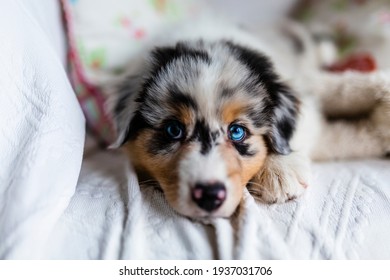 Adorable Australian Shepherd Cute Blue Eyes Stock Photo 1937031706 