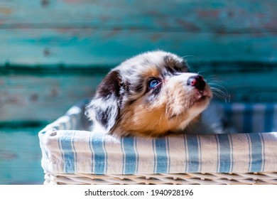 Adorable Australian Shepherd Cute Blue Eyes Puppy. 