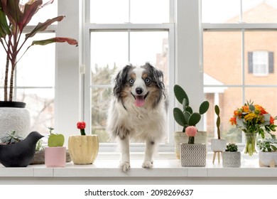 Adorable Australian Shepherd On Window Seat With Cactuses And Potted Plants - Cute Young Dog Smiling